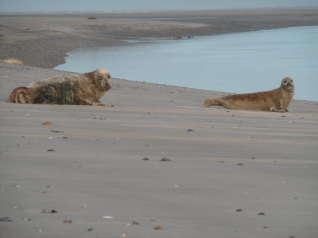 Photo 10 - Gîte 5 personnes à CAYEUX SUR MER