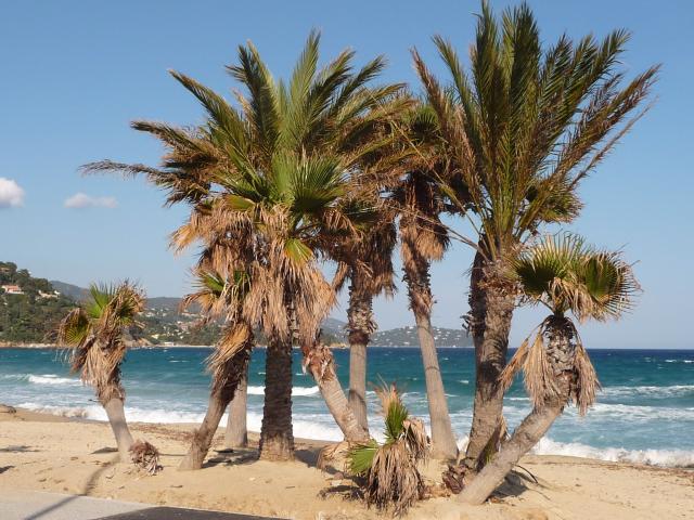 Location vacances LE LAVANDOU - photo n°11 annonce P2068300